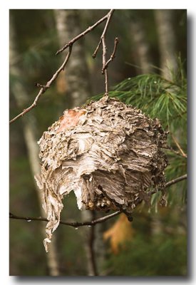 Nov. 13: A wasp's nest hangs by the roadside with....