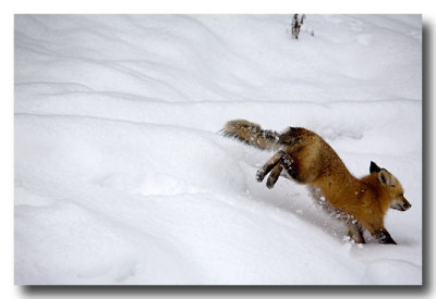 Good-bye, Fox!