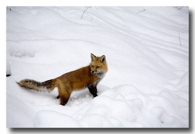 Dec. 4: Our visitor returns to retrieve....