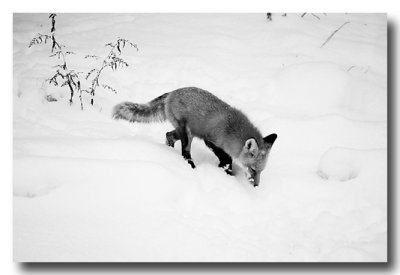 Black and white version...isn't he beautiful? He? She?