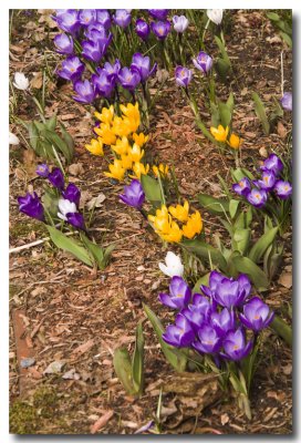 Back at home, Lynne's crocuses are...