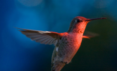 Humming bird at sunset