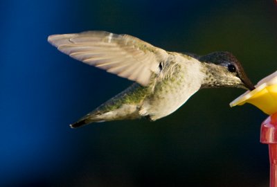 female Anna's Hummingbird (Calypte anna)