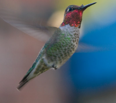 male Anna's Hummingbird (Calypte anna).