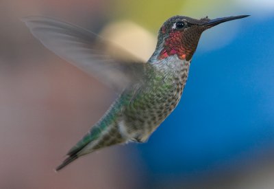 male Anna's Hummingbird (Calypte anna)