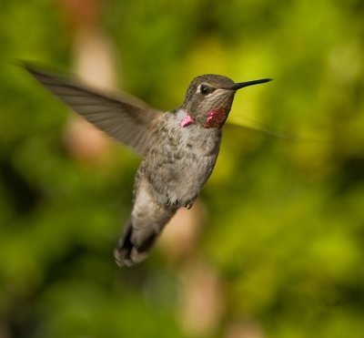 IMG_8427-4WWW.jpg