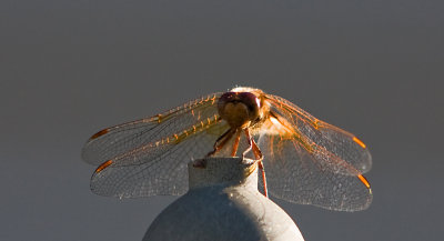 Dragonfly-IMG_8518-4WWW.jpg