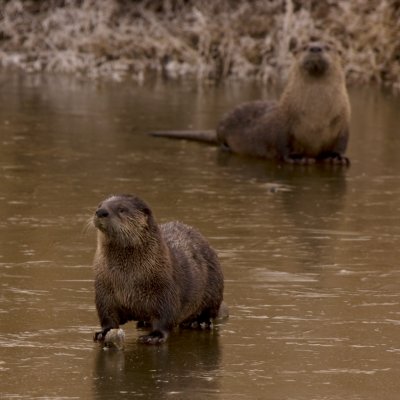 River Otters