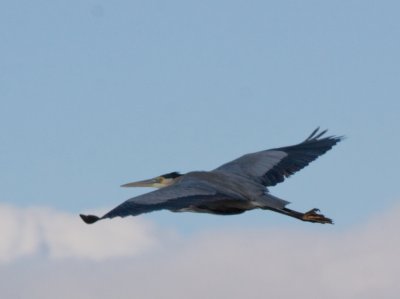 egrets_herons