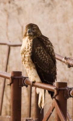 northern_harriers