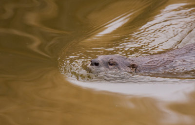 Otter in muddy waters