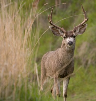 White Tail Stag