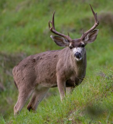 White Tail Stag