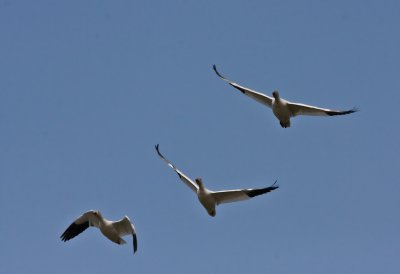 Snow Geese