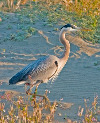 Great Blue Heron at Emery Point