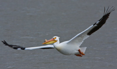 Pelican Passing