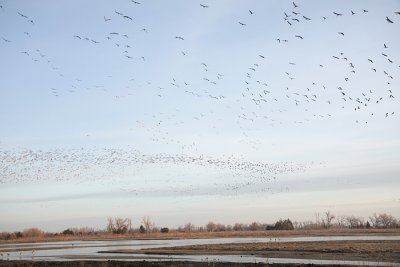 Sandhill Crane Migration