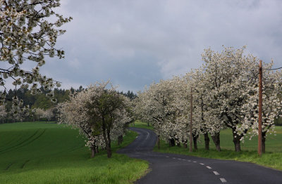 Road in direction Ustek,Czech Rep.
