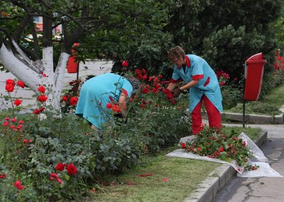 roses  in Targu Mures