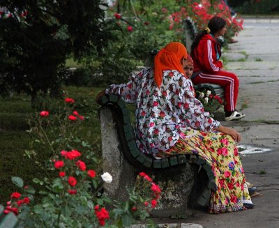 roses  in Targu Mures