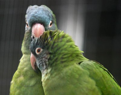 Parrot -Madeira