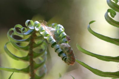 fern.jpg