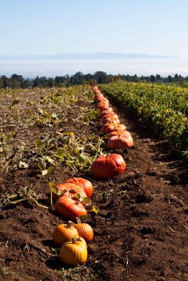 UCSC farm