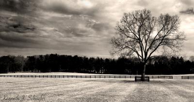 tree5