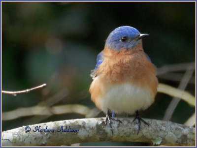 Sweet Poppa Bluebird...yes they are nesting again!
