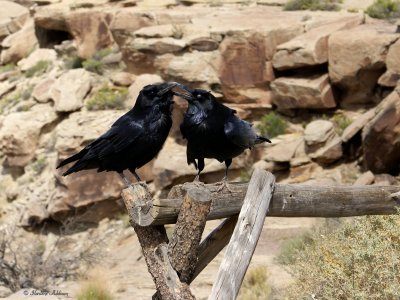 Chihuahaun Ravens at Newspaper Rock in Arizona