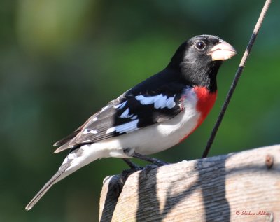 Rose-breasted Grosbeak...such a treat to have him here!