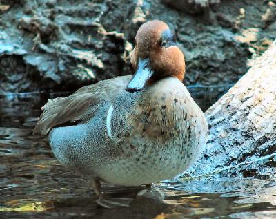 g3/69/386469/3/52640247.duck_grwingtealfront2.jpg
