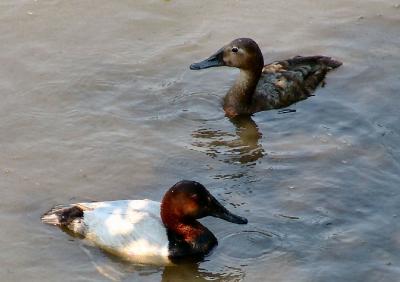 g3/69/386469/3/52640257.duck_canvasbackmalefe.jpg