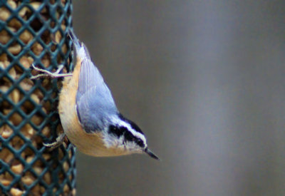 Red-breasted Nuthatch a rarity here