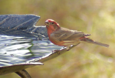 House Finch...pretty in red