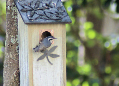 Nuthatch checking out the nestbox
