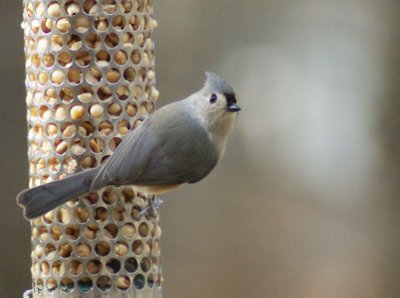 Titmouse checking me out