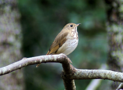 Hermit Thrush...get this side too