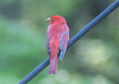 Male Summer Tanager April 2008