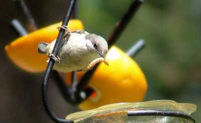 Brown-head Nuthatch Juvie with a mealworm