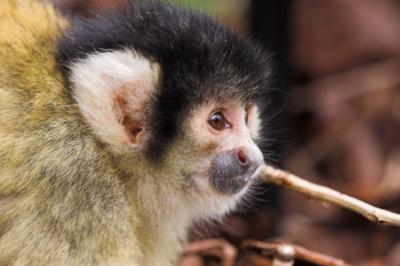 Squirrel Monkey _DSC8591-01.jpg