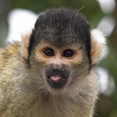 Squirrel Monkey