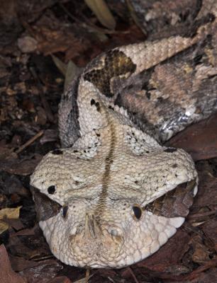 Gaboon Viper _DSC8481-02.jpg