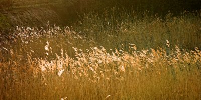 Oliver's - Hackney Filterbeds Nature Reserve - Reedbed_DSC7735  sRGB-01.jpg