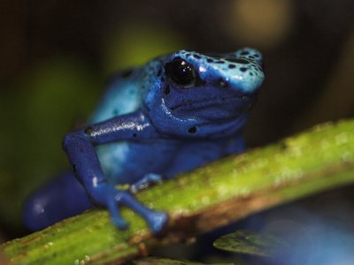 Gallery :: Poison Dart Frog - Dendrobates azureus