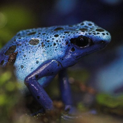 Poison Dart Frog - Dendrobates azureus _DSC9355  sRGB-02.jpg