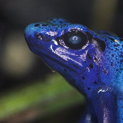 Gallery :: Poison Dart Frog - Dendrobates azureus