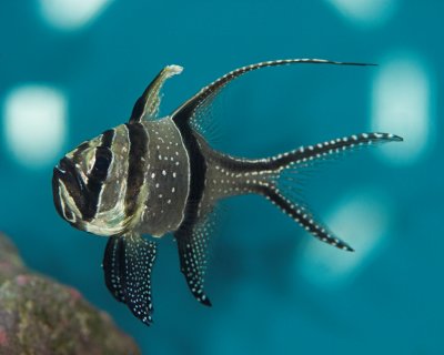 Banggai Cardinal Fish