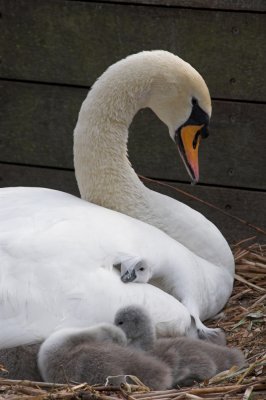 Swan Family