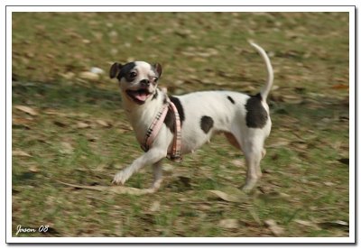 dog019.jpg